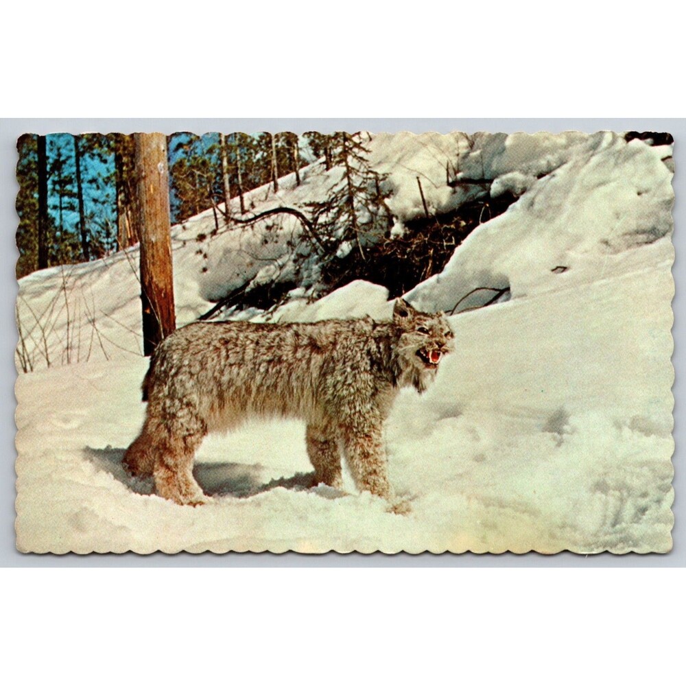 Vintage Lynx Postcard Watson Lake Yukon Alaska Hwy Rudy Couture 1950s Travelogue